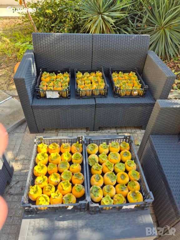 Райска ябълка - плод, снимка 1