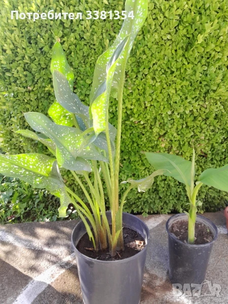 Бананова палма и други, снимка 1