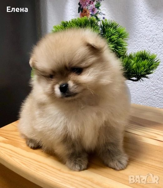 Померанче, снимка 1