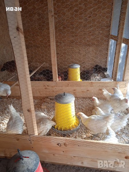 Петел Бяло Брезе на близо 5м., снимка 1