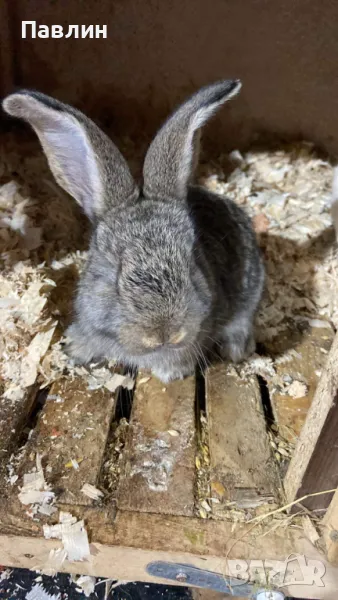 Зайци, снимка 1