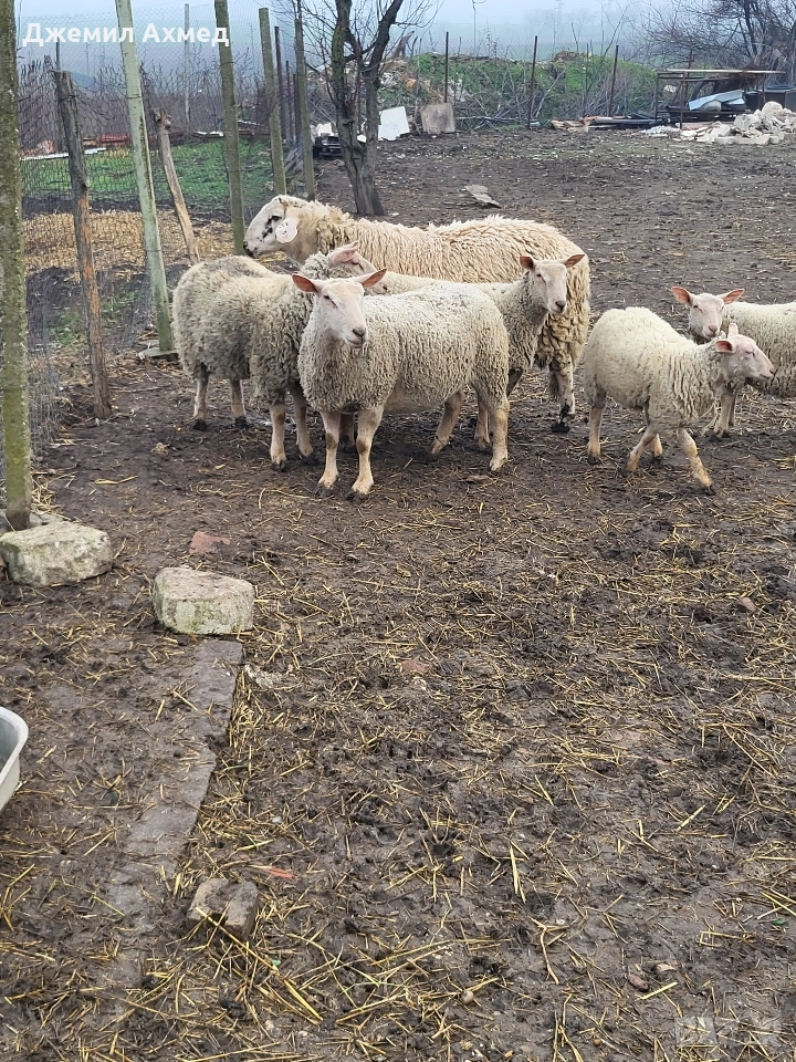 Мутони шароле, снимка 1