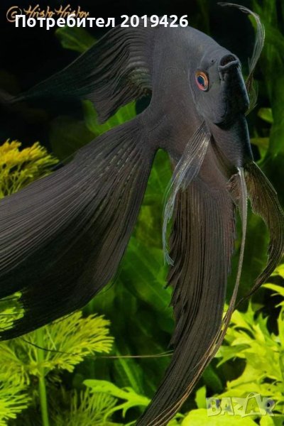 Черни скаларий , снимка 1