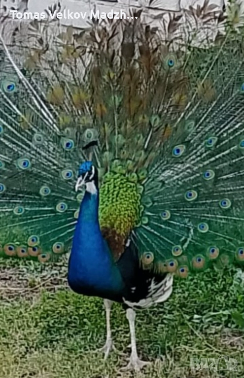 Продавам Чернокрил мъжки паун и индийски женски паун, снимка 1