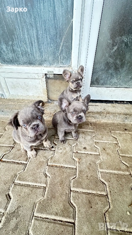 Френски булдог, снимка 1