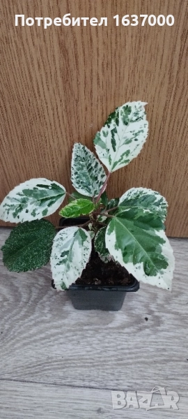 Хибискус вариегатен, снимка 1