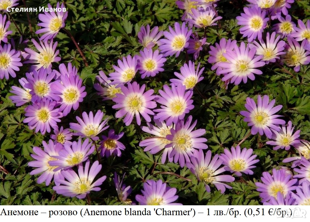Анемоне – розово (Anemone blanda 'Charmer') – грудки, снимка 1
