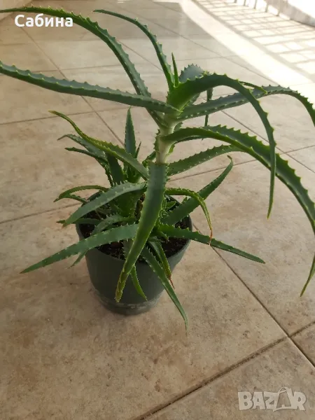Алое Вера, , снимка 1