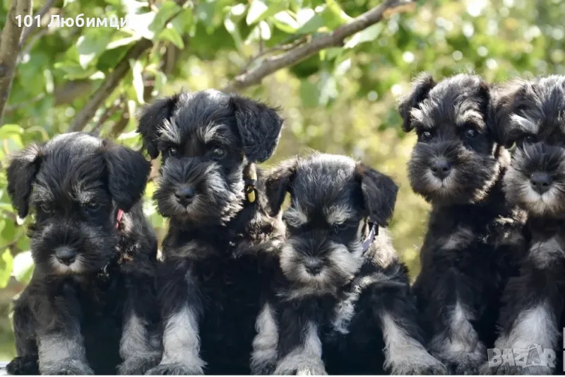 Цверг Шнауцери черно сребро, снимка 1