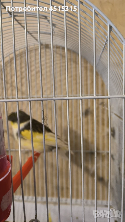 Male Gloster canary ( premium quality breeder), снимка 1