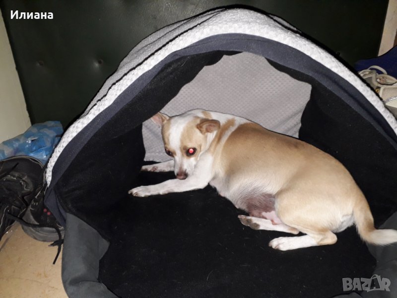 Къща за домашен любимец , снимка 1