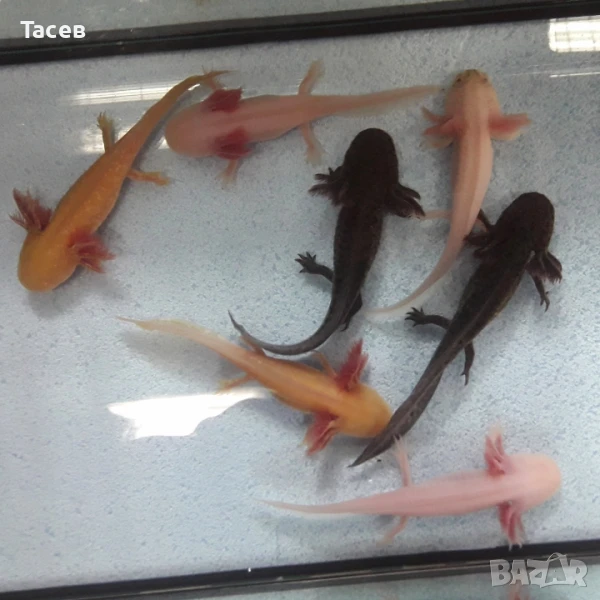 Аксолотъл 10см, снимка 1