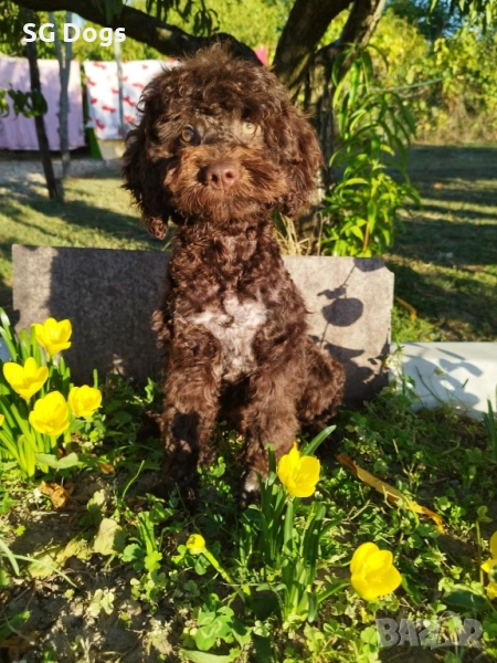 Пудел, снимка 1