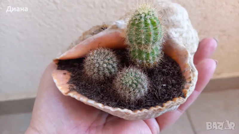 Ехинопси в рапан, снимка 1