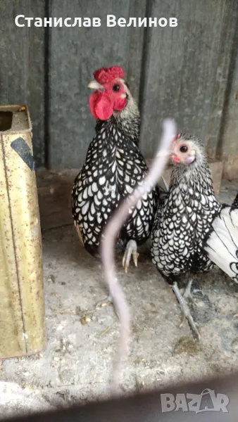 Продавам  петлета Зибрай, снимка 1