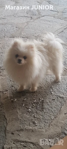 мини момиче, снимка 1