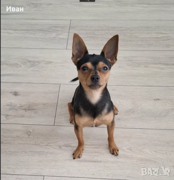 Мъжки пинчep cи тъpcи дaмa, снимка 1