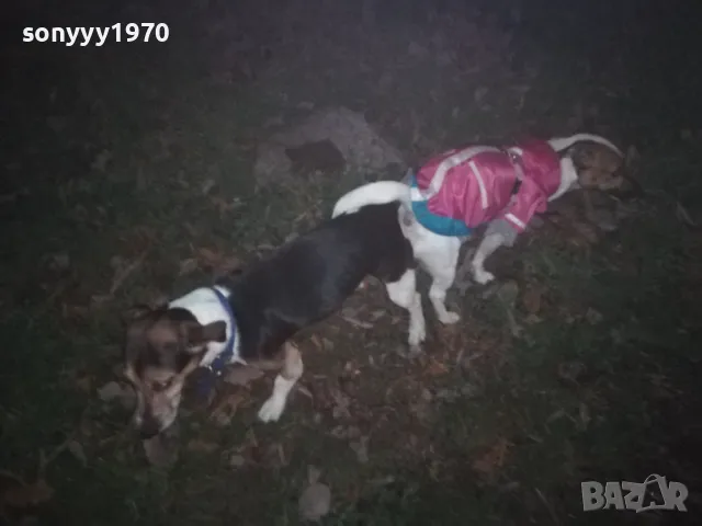 ДЖАК СИ ТЪРСИ ДАМА 0901251815, снимка 2 - Джак ръсел териер - 48619411
