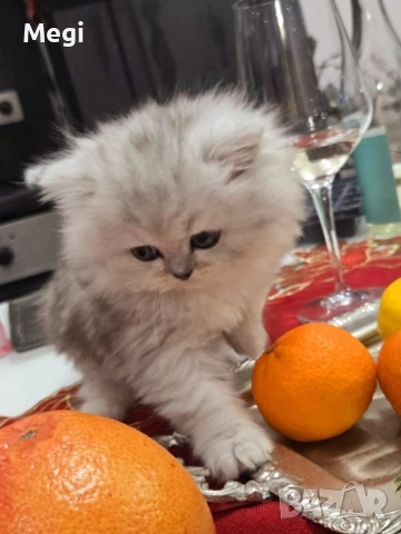 Персийска сребърна чинчила котенца , снимка 6 - Персийска - 52777035