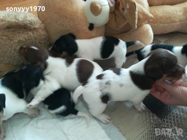 джак ръсел-видин 250лв за кутре 1709251750, снимка 6 - Джак ръсел териер - 51747736