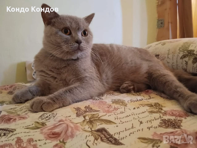 Британски и шотландски котенца, снимка 10 - Британска късокосместа - 52602908