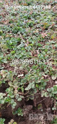 Разсад ягоди целогодишни , снимка 13 - Разсади - 49716826