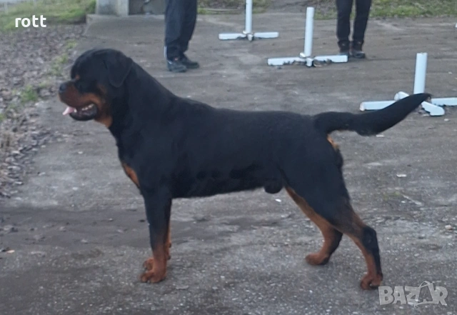 Ротвайлер, снимка 3 - Ротвайлер - 53636830