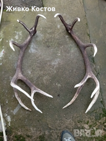 Продавам рога от елен .