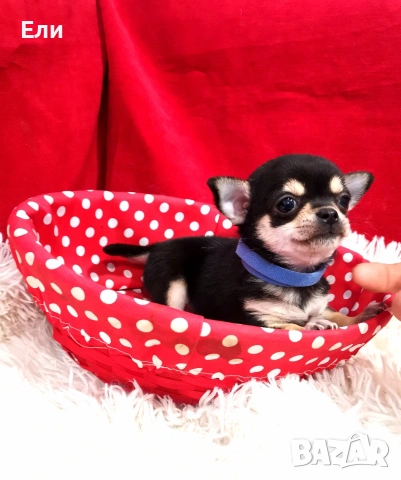 мини Чихуахуа - мъжко, снимка 5 - Чихуахуа - 53658267