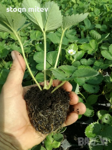 продавам целогодишен разсад ягоди и малини0885353190, снимка 5 - Разсади - 53625104