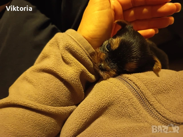 Йоркширски териери, снимка 10 - Йоркширски териер - 52221495