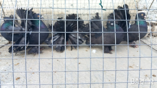 Продавам Фенарлий може и бартер , снимка 3 - Гълъби - 53559783