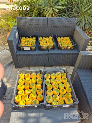 Райска ябълка - плод