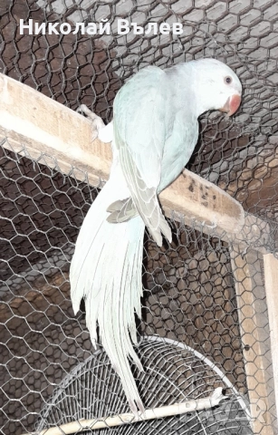 Малки александри , снимка 8 - Папагали - 51923458