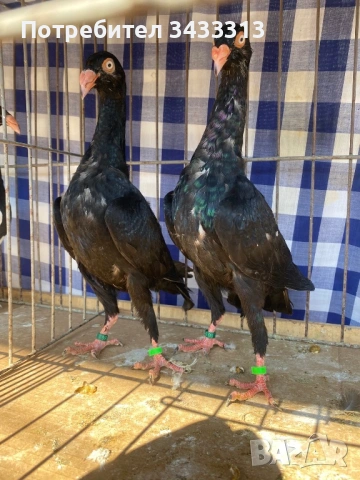 Продавам датски гълъби , снимка 2 - Гълъби - 53726398
