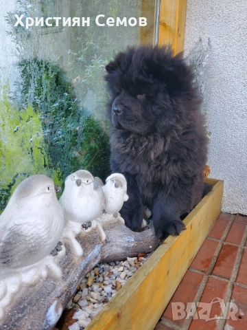 Чистокръвни Чау Чау , снимка 4 - Чау Чау - 53014484