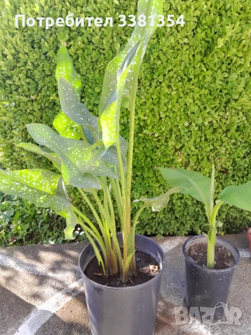 Бананова палма и други, снимка 1