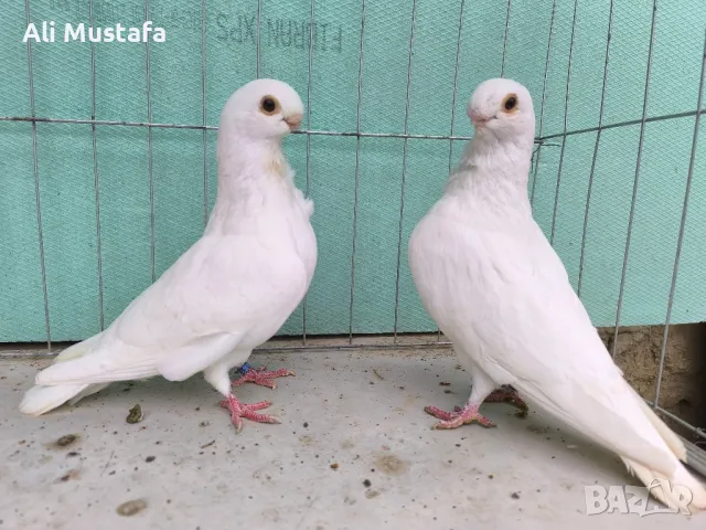 Африканска сова , снимка 8 - Гълъби - 50071282