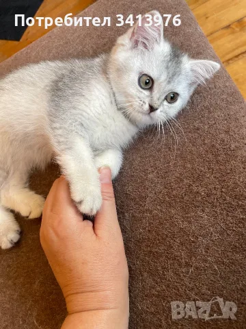Мъжки котарак за разплод, снимка 3 - Британска късокосместа - 55422480