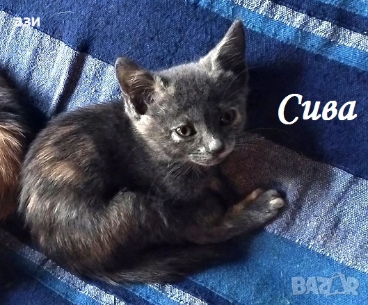 котки за взимане, снимка 3 - Изгубени/намерени - 52248087