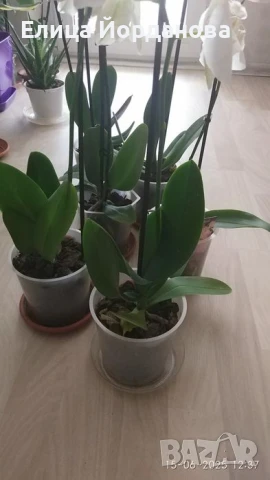 орхидеи, снимка 2 - Стайни растения - 50692743