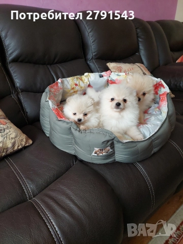 померан момиче и момче, снимка 3 - Померан - 52774638