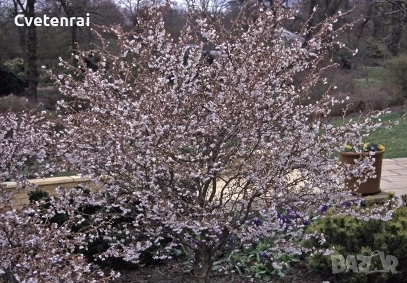 Череша Фуджи (Prunus incisa ‘Kojou-no-mai’)