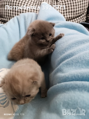 Прекрасни британски котета , снимка 2 - Британска късокосместа - 52913327