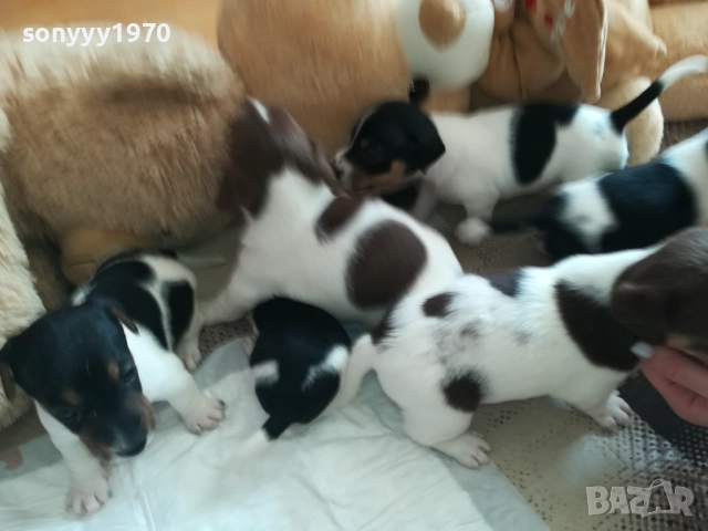 ДЖАК РЪСЕЛ СЛАДУРИ 250ЛВ ЗА КУТРЕ 1409250841, снимка 4 - Джак ръсел териер - 51706283