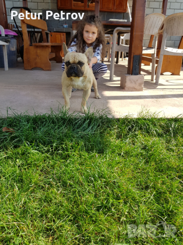 Френски булдог за разплод, снимка 5 - Френски булдог - 36332549
