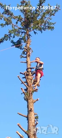 Рязане на опасни дървета всякакви , снимка 4 - Други почистващи услуги - 47400225