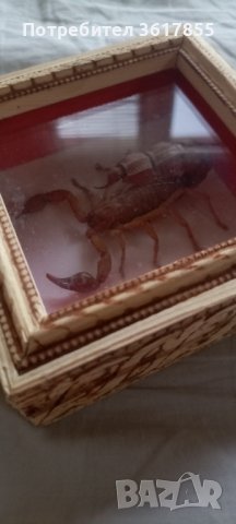 Препариран скорпион 🦂, снимка 2 - Колекции - 41690791