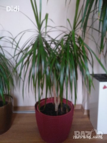 Драцени , снимка 3 - Стайни растения - 41189651