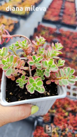 Седум Триколор, Sedum Spurium Tricolor, снимка 7 - Градински цветя и растения - 49945477